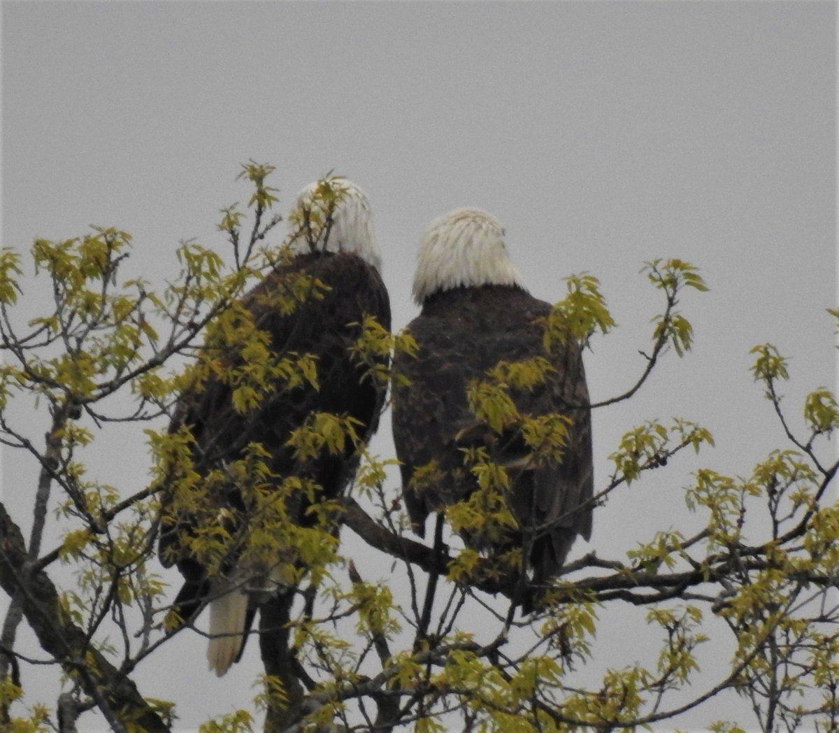 mcclanahanjanet's tweet photo. I was lucky this morning to see these two sitting in a tree together.  My rainy morning was made a lot better.
@WLKYChris @KentuckyLiving @TomAckermanWx @GotoGtown https://t.co/VDG3Yh8u5X