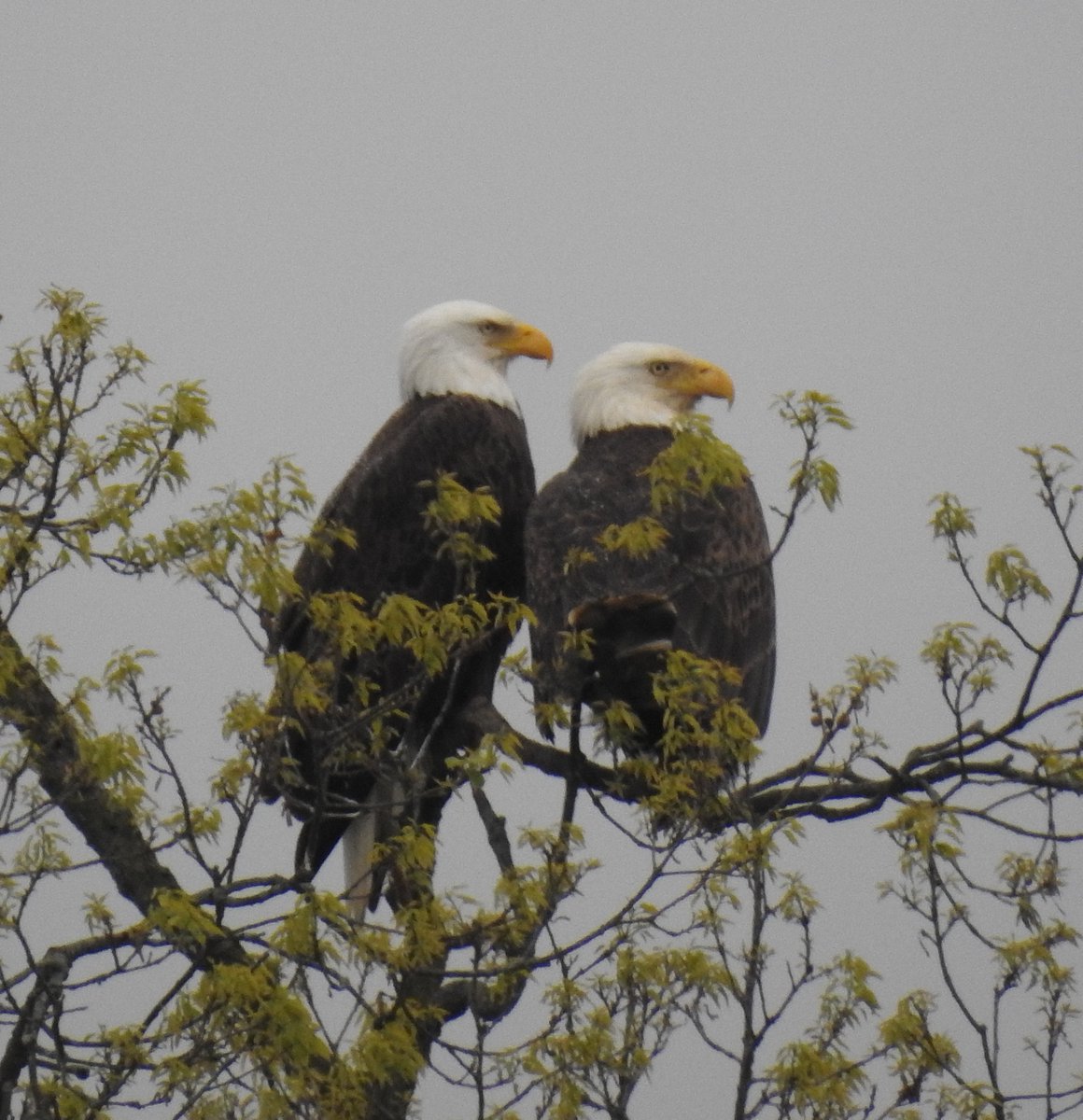 mcclanahanjanet's tweet photo. I was lucky this morning to see these two sitting in a tree together.  My rainy morning was made a lot better.
@WLKYChris @KentuckyLiving @TomAckermanWx @GotoGtown https://t.co/VDG3Yh8u5X