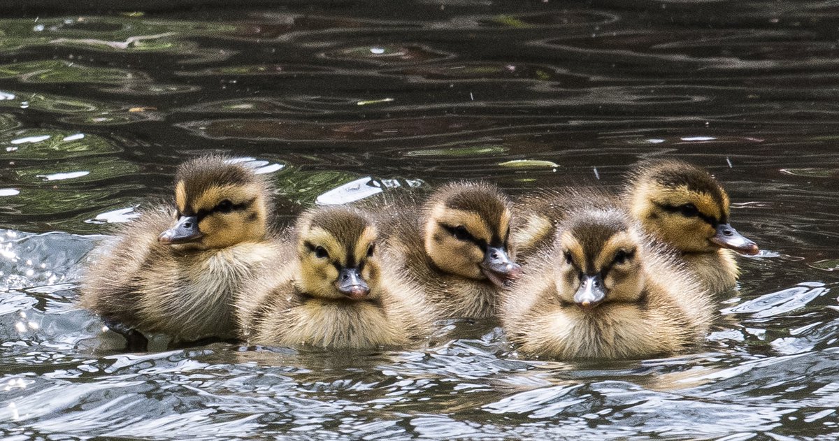 OnBotanyPond's tweet photo. Honey the Duck's new hatchlings are officially #OnBotanyPond! 🐣

Join us in welcoming the newest members of the campus community, and keep an eye out for them on the livestream: https://t.co/gx0DAdOZsO https://t.co/siK62Ipl59