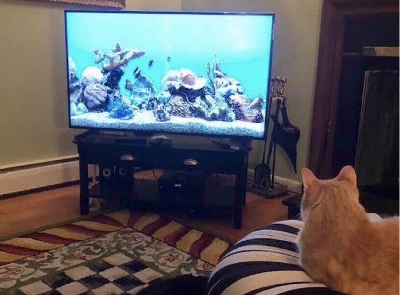 fish screen for my cat