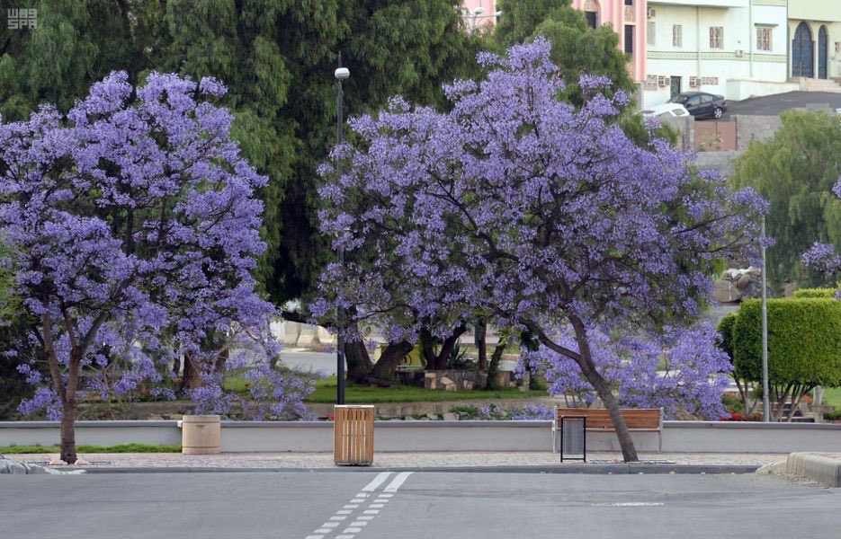 مشاريع السعودية tweet media