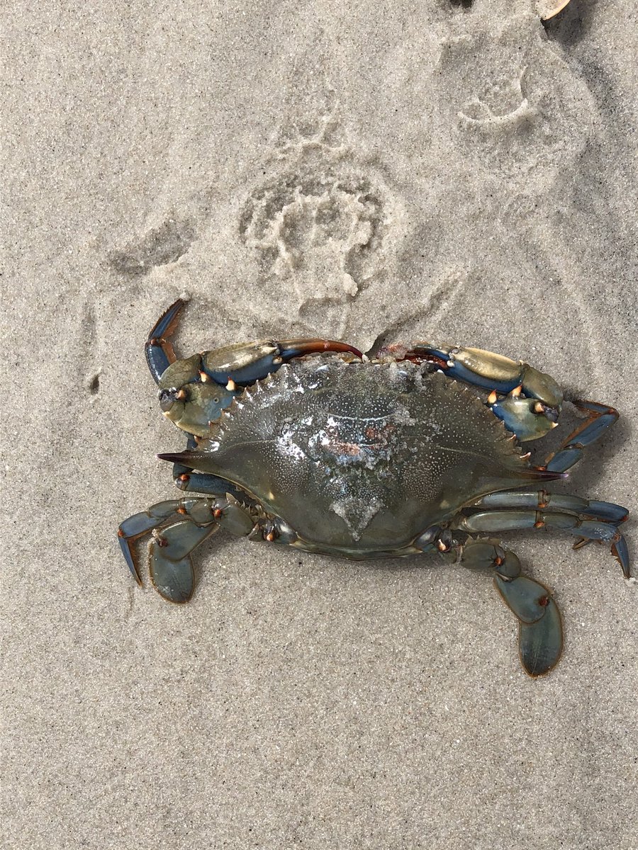 So crazy! Yesterday after school Cooper and I took a walk on the beach in Barnegat Light and we saw a shipwreck 🤯 Hopefully someone gets their boat back and it’s not too damaged.  Also, Cooper rescued this crab 🦀 that washed ashore.