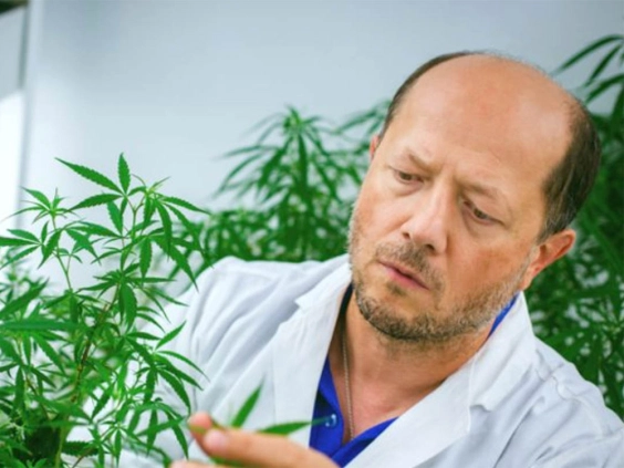 THEMMEXCHANGE's tweet photo. Cannabis shows promise blocking coronavirus infection: Alberta researcher 

https://t.co/gFefP3jDgL #MME #marijuana #cannabis #coronavirusghana https://t.co/DXamwJ6L4q
