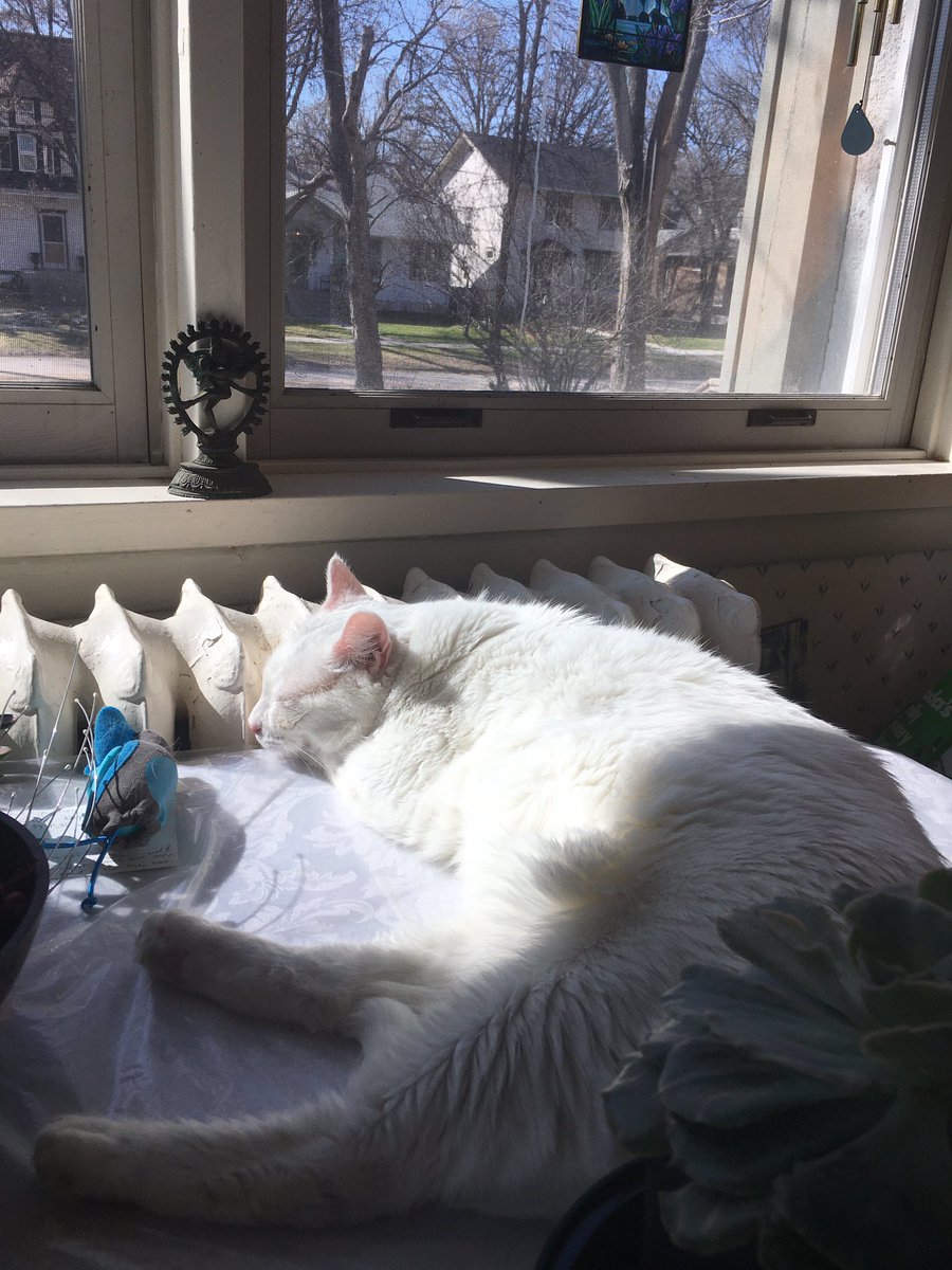 On the far side of my desk, my co-worker is taking a well-deserved post-breakfast and grooming break!