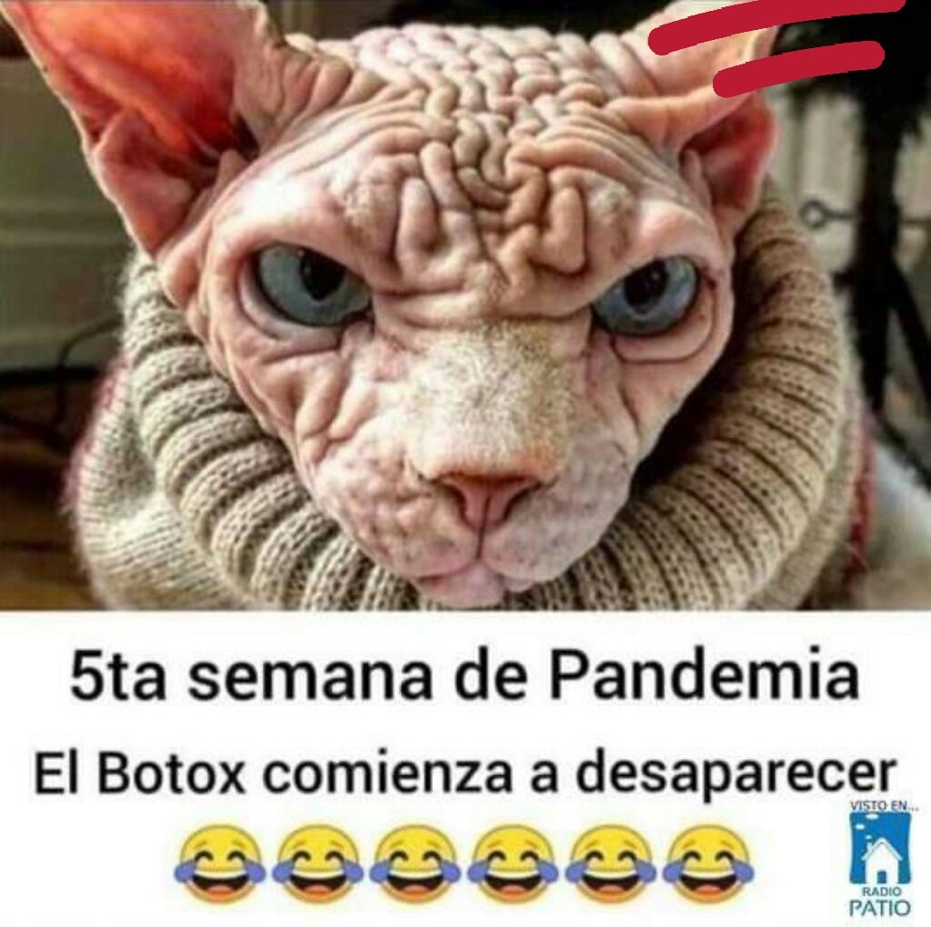 bullboss63's tweet photo. @filigallo JAKast el q' vale!
Con nombre y apellido 
#Proscripcion a #Evopoli 
#Covid_19 
#LaVerdadEsUnaSola
#LaTVChilenaNoExiste 
📸Mañalich interrumpe a #BotoxCarter  lo q' sale de la boca-es lo q' contamina al hombre  hablando wevadas con #EpiJadue 
9 Chilenos fallecidos!
#VieneElLobo 😮 https://t.co/WjmvZhLibT