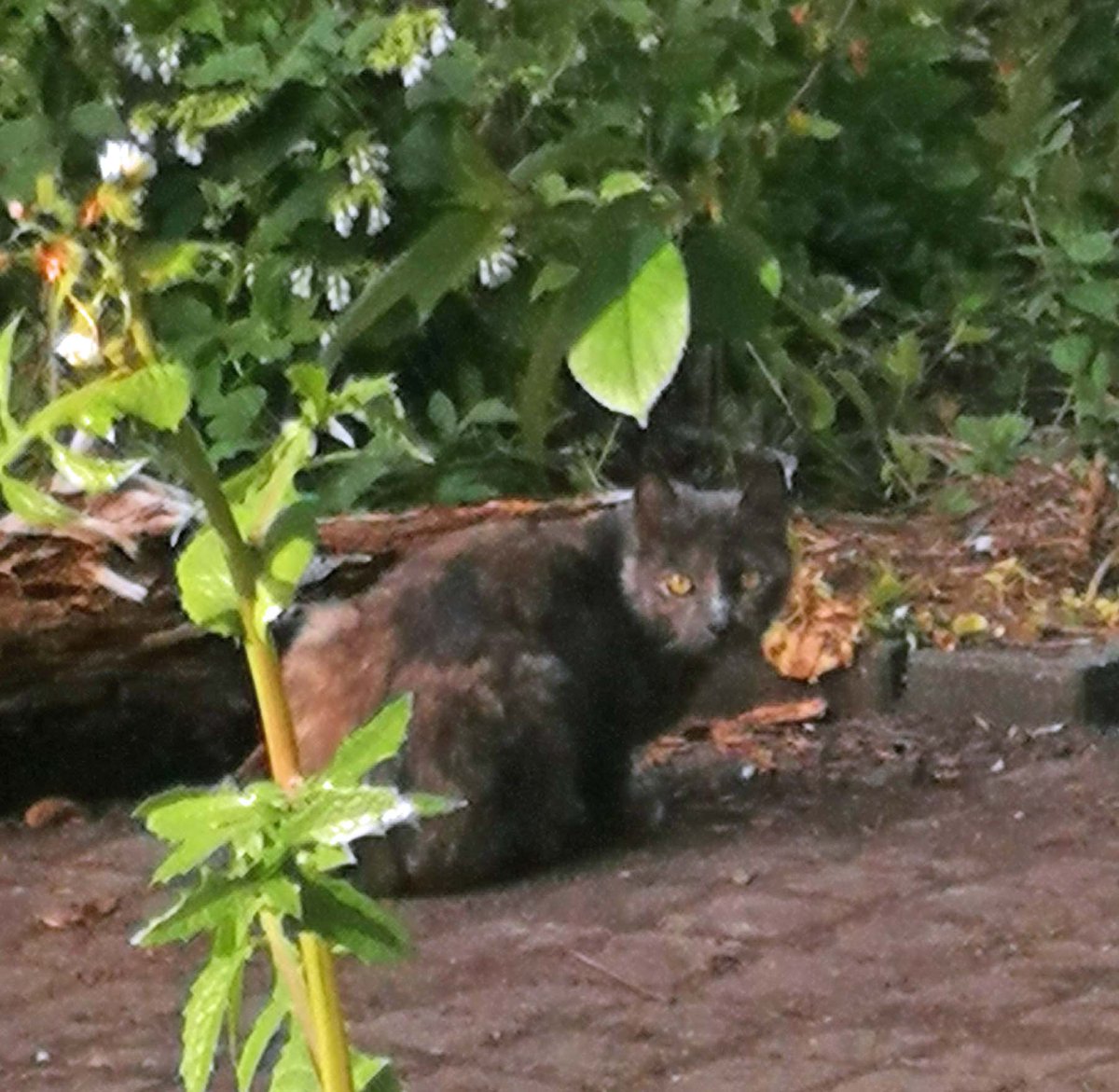 CatCall_UK's tweet photo. Is this your Cat or do you know who this Cat belongs to? Found in Meadow Crescent Bexhill On Sea, see details, more pictures and contact information https://t.co/oY3cczBM97
#CatFoundInBexhill #CatCall #GettingCatsHome #Caring4Cats https://t.co/sw1ObCb9TK