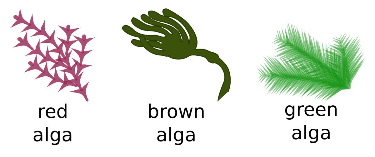 PriyaPollard's tweet photo. Main Types of Eukaryotic #Algae:
Red algae = #rodophyta
Brown Algae = #phaeophyta
Green Algae = #chlorophyta
A #eukaryote is an organisms whose cells have a nucleus enclosed within membranes unlike prokaryotic bacteria and archaea bacteria. https://t.co/uQoVtd1x1i