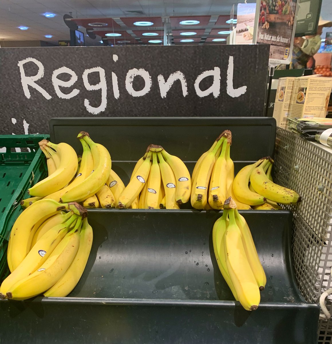 froschdomse's tweet image. Frisch aus dem rheinhessischen Bananenwald!