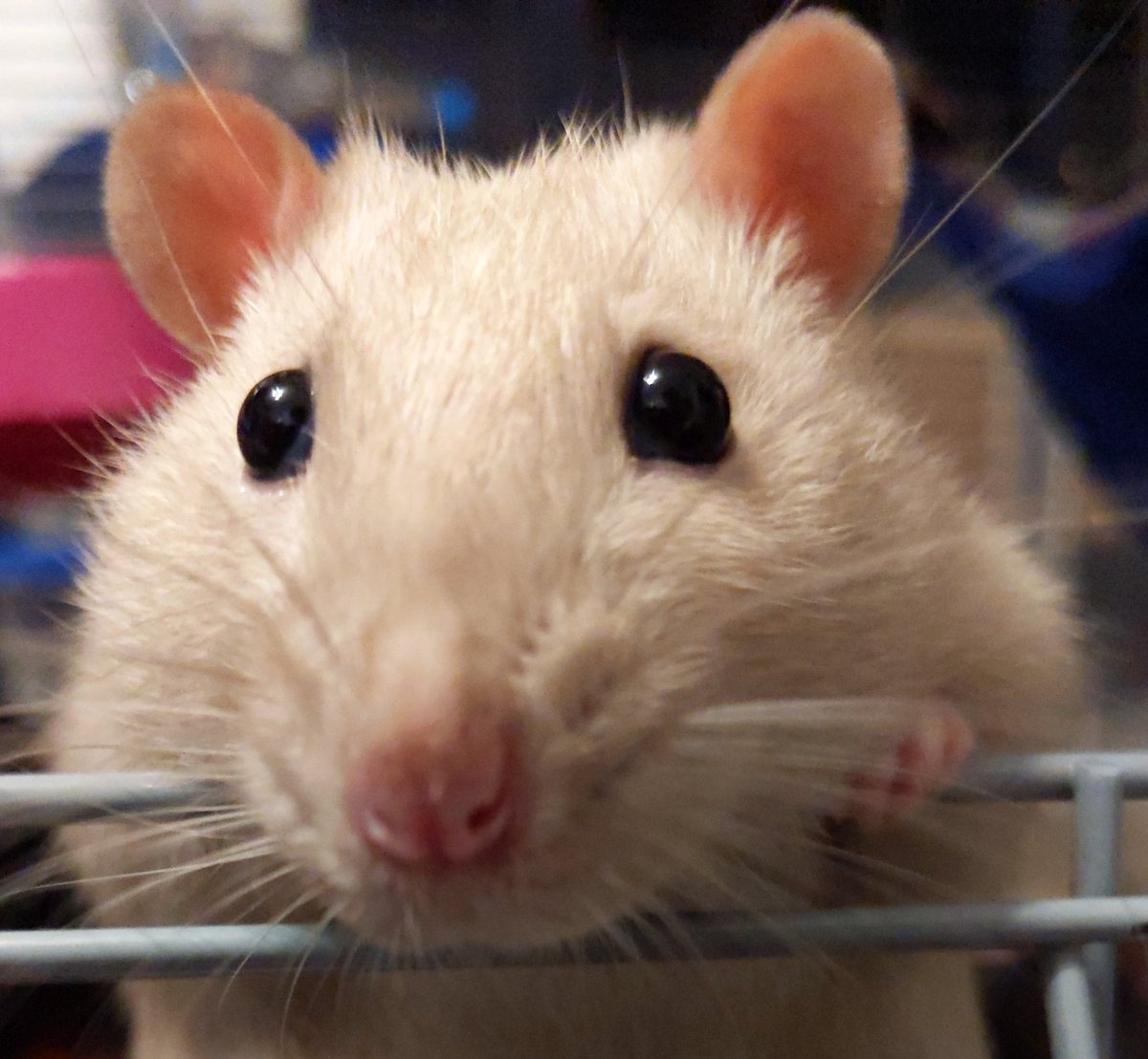 would you kiss his big man face?

#rats #petrats #ratsoftwitter