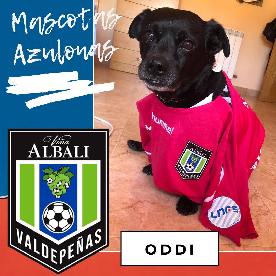VinaAlbaliFS's tweet photo. #MascotasViñaAlbali   🐶😺🦒🐭🐹
Nuestra jefa de prensa @yolanda_slopez nos presenta a su mascota Oddi, ¿tenéis alguna mascota azulona? Si es así, mándanos una foto a  prensa@fsvaldepenas.com hasta el 15 de mayo y la publicaremos
#ViñaAlbaliValdepeñas https://t.co/zlSSpRk4H4