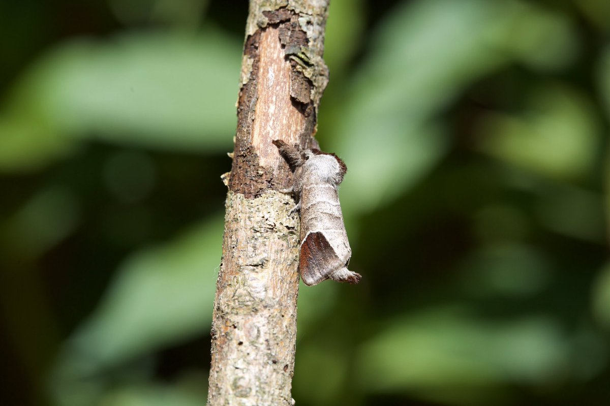 map_small's tweet photo. Chocolate-tip #ukmoths new to Garden list #VC59 https://t.co/flH749DYH0