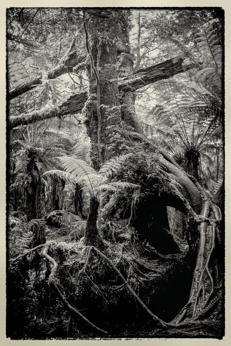 bertbielderman's tweet image. Rainforest #PhotosOfMyLife #photooftheday #rainforest #blackandwhitephotography