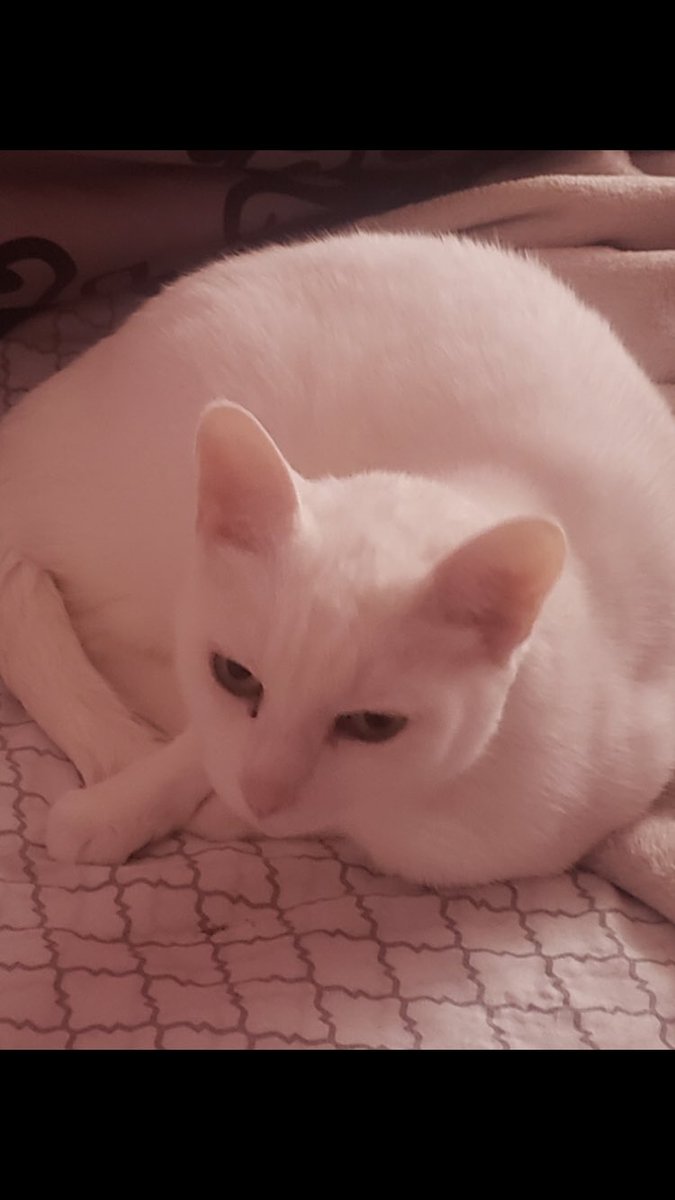 Mrs. Battiste FSP class tweet media