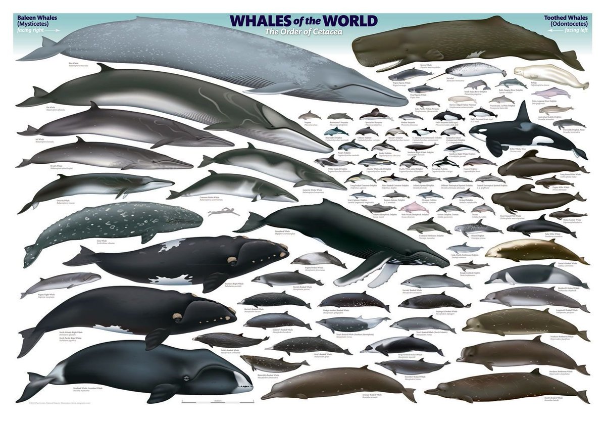 It's not your size that makes you a whale, it's your attitude.