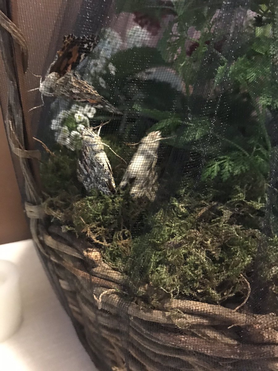 jocelynsmith's tweet photo. My dad bought my mom bugs for Mother’s Day. 6 butterflies and a cocoon full of praying mantises...26 years of motherhood and 29 years of marriage (together for 36 years) I guess you have to start getting creative with gift ideas... https://t.co/Wzgx9QR8cR