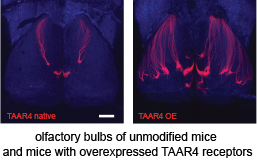 DimaRinberg's tweet photo. The BEN could be improved and tuned to specific chemical detection tasks by genetic manipulation of the olfactory receptor repertoire. https://t.co/ruqMPL2yb7