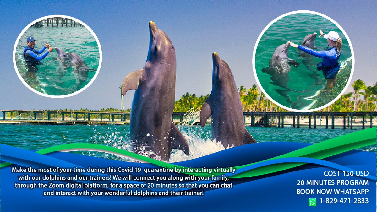 dexplorerpark's tweet photo. Make the most of your time during this Covid 19  quarantine by interacting virtually with our dolphins and our trainers! https://t.co/hwGM48m9wV