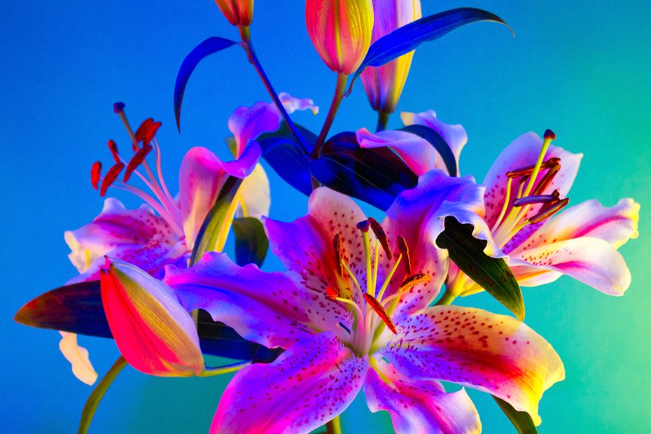 Neon flowers by <a href="/ClaireBoscher_/">Claire Boscher</a> 🌸 — more floral photography > on.be.net/3bU4rWR