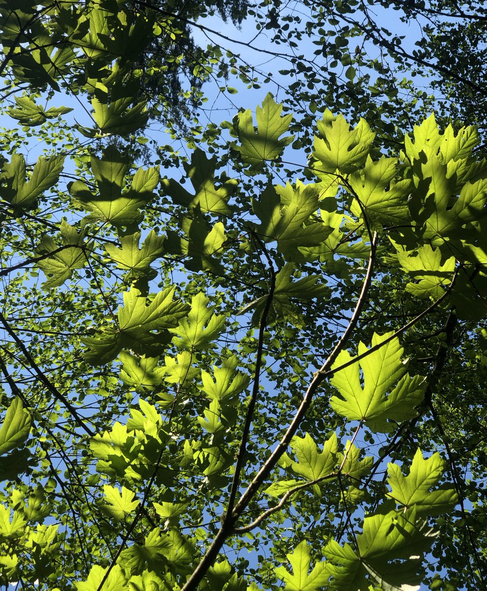 gummby's tweet photo. I have my little plastic greenhouse right under a big maple. The leaves are about half the size they will be by summer. They are especially lovely this morning. #talesfromthehobbithole #PNW #fridayzen https://t.co/O5D1WT3jao
