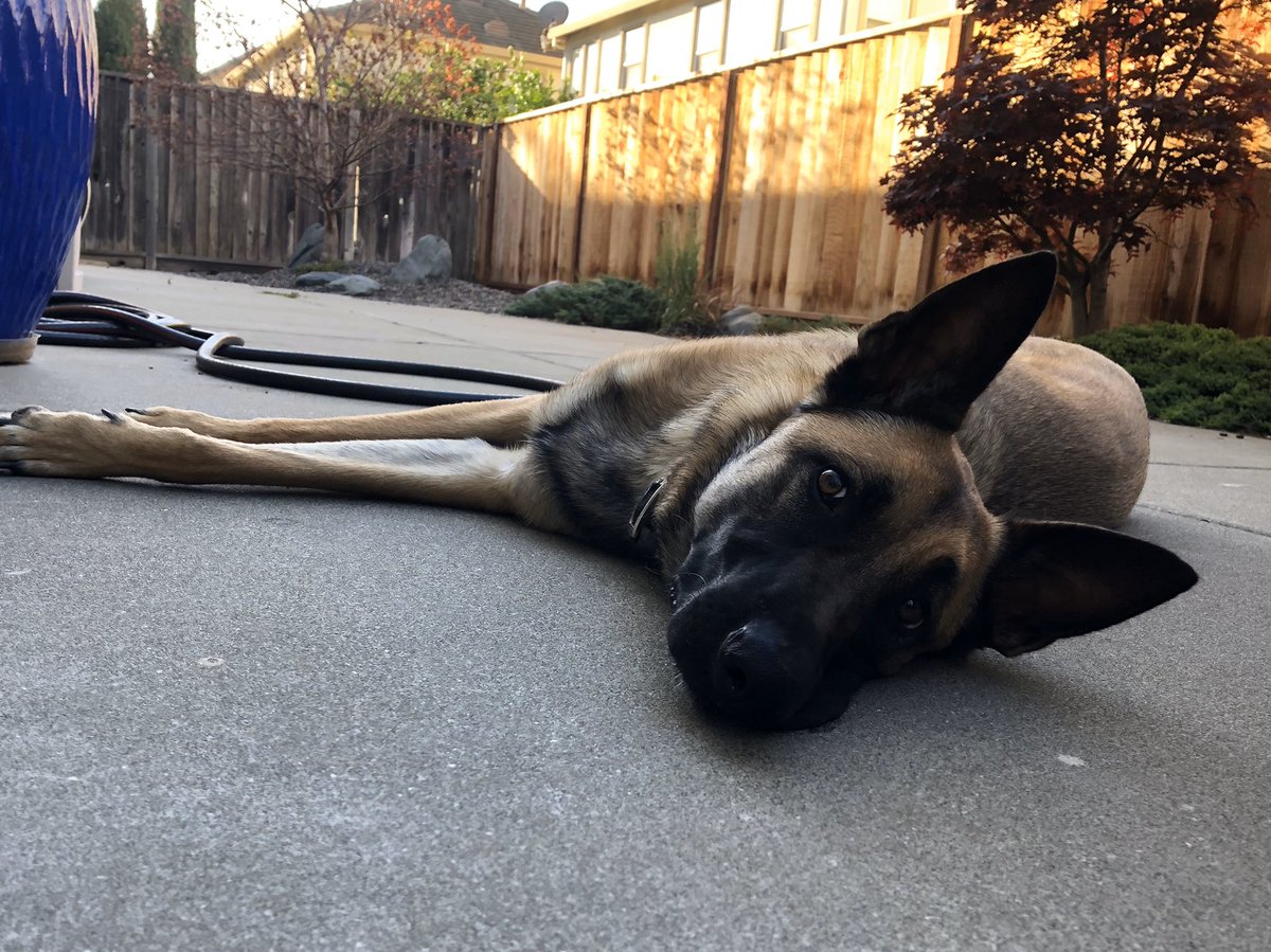 choy_shareen's tweet image. 3.2 miles this morning. My dog is done with running! Have a great weekend, everyone! #FSUSDRunsThis #Slay50MilesInMay Running 18/50
Walking 8.5