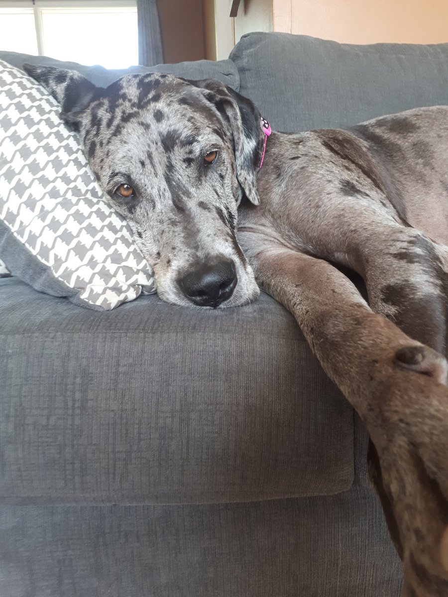 hellianmw's tweet photo. My Lola. The ruler of our home! One spoiled Great Dane, she is lucky I love her so much.
@DiamondTrailPS 
#thingsweloveday
#spoileddogs
#princessgreatdane https://t.co/CsBzVc3Gd3