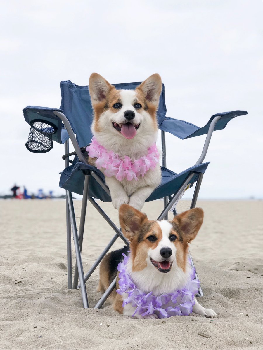 corgowaffles's tweet photo. me: ok the line is “i didn’t get you anything for your birthday cause you’re perfect”
mae’s dad: r u sure this will work 🤔

happy #quarantinebirthday @maethecorgi! miss u and ily so much 🥺 sending u a virtual pup patty!!! https://t.co/1hNbyUbzaV