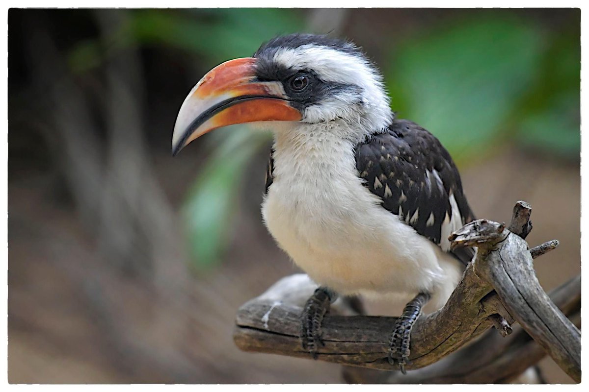 Von der Decken's #Hornbill @LAZoo 
The #VonDerDeckensHornbill was named after the explorer Baron Karl von der Decken.
Their long bill allows them to forage and collect food items from branches they could not reach otherwise.#Nikon #nikonphotography #NikonD5 
©Véronique AUBOIS -