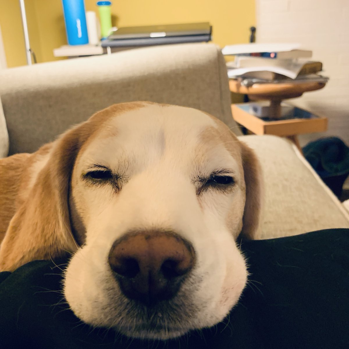 harrietschwartz's tweet photo. #Friday #LongSemester #TobytheBeagleTA #ProfDogs #beagle #TeachersPet #OnlinePivot #HigherEd #TriageTeaching2020 #Tenure4Toby #DogsatHome #DogsofInstagram #StayConnected
#ConnectedTeaching https://t.co/0NSlqbdXzc