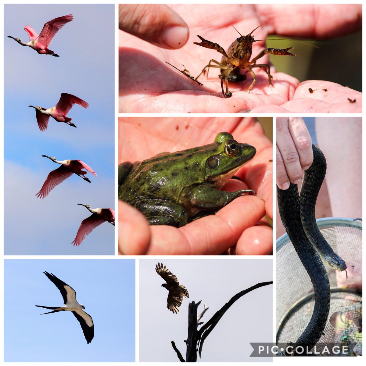 STEMagillPSMS's tweet photo. Another amazing opportunity for the students in Palm Beach County is in the books! Each week ERM seems to somehow top the week from before. Your dedication to the Natural Areas and educating us to the hidden beauty they bestow is appreciated beyond words!! #PBScienceInTheSun https://t.co/k3bytUXxfu