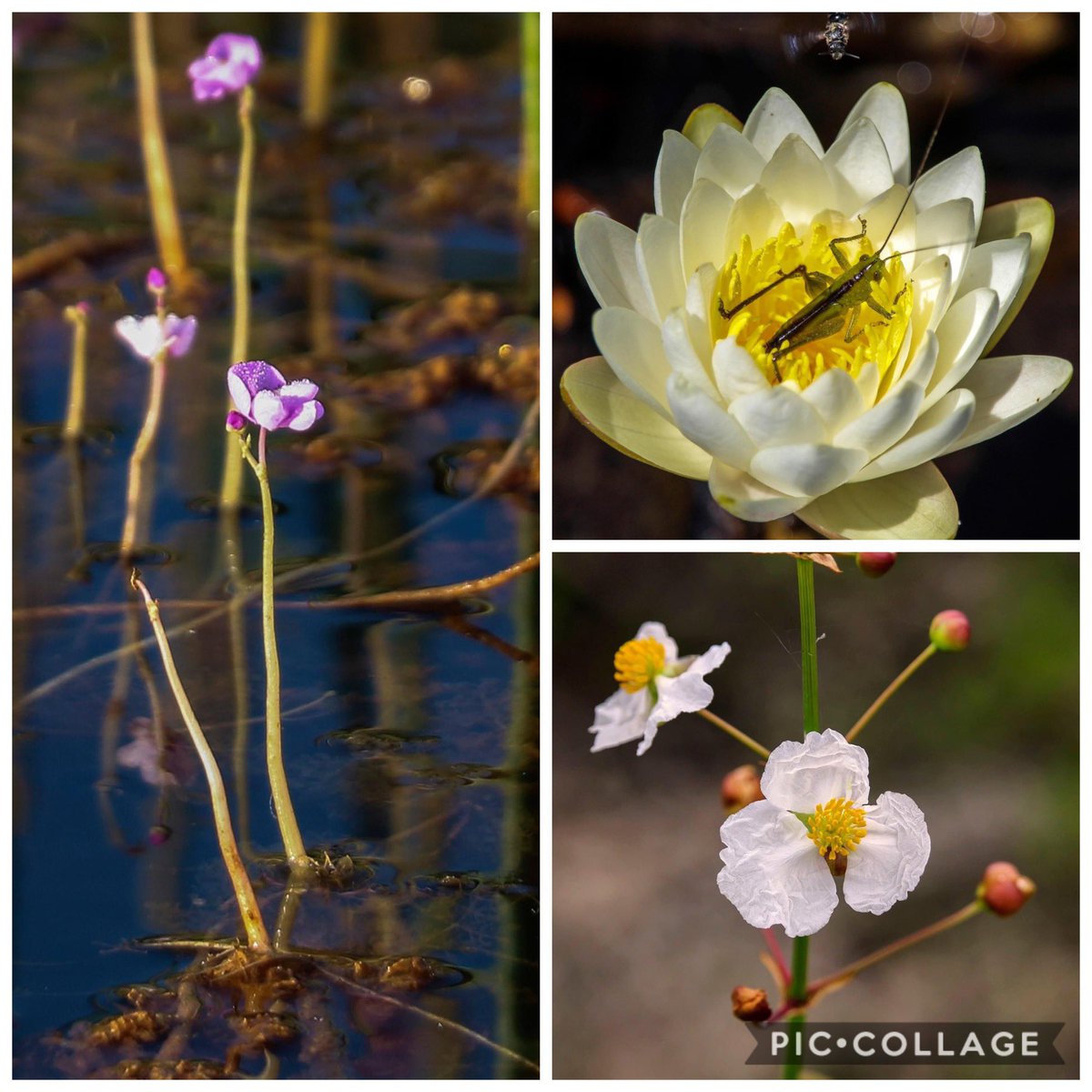 STEMagillPSMS's tweet photo. Another amazing opportunity for the students in Palm Beach County is in the books! Each week ERM seems to somehow top the week from before. Your dedication to the Natural Areas and educating us to the hidden beauty they bestow is appreciated beyond words!! #PBScienceInTheSun https://t.co/k3bytUXxfu
