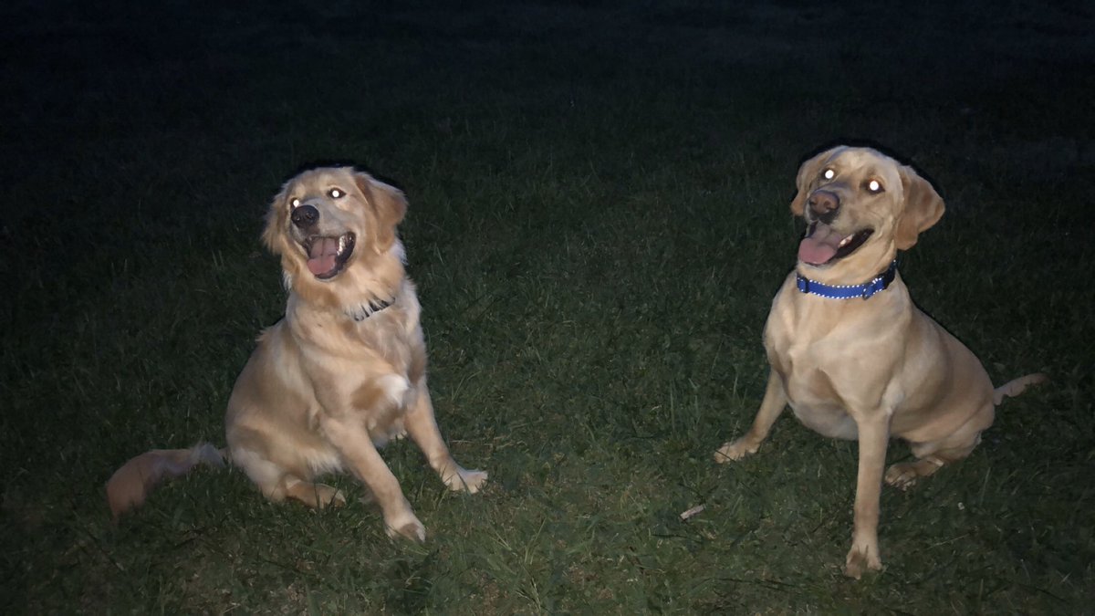 JaylanRoberts8's tweet photo. My heart cannot take it 🥺🥺 the goodest boys https://t.co/Rb2RBRIOpu