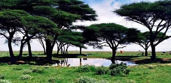 JookarSalaad's tweet photo. XIMAN
#Ximan, waa dhir gaar u go’an oo ku taalla meel bannaan oo aan u dhawayn dhir waaweyn, sida oo kalena biyo qabatin leh. 

Ximanka waxaa caan ku ah gobolka Sanaag, gaar ahaan aagga Xingalool. Xingalool = Xin (ximan), galool (geed quraca la bah ah). Xinkii galoolka lahaa. https://t.co/kL8Lw1dTDe