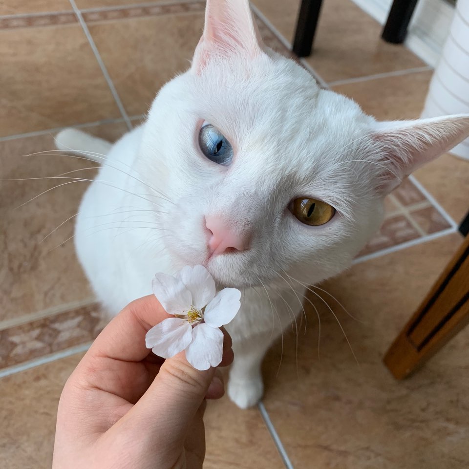 벚꽃냥이 킁킁💖🌸🌸