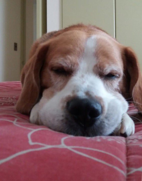 Giorgio#MiMascotaUnKit