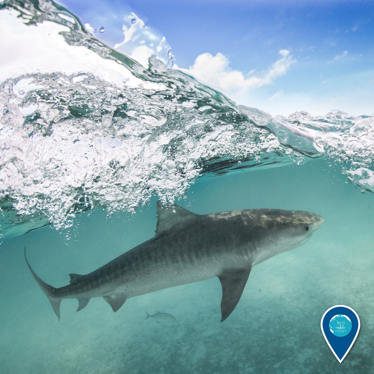 sanctuaries's tweet photo. Tiger sharks are one of many shark (manō) species in Hawai‘i and are important members of the coastal ecosystem. In Native Hawaiian culture, manō are found in many stories and songs, where they appear as guardians, villains, navigators, and healers. #APAHM https://t.co/2ngaaE0EB8