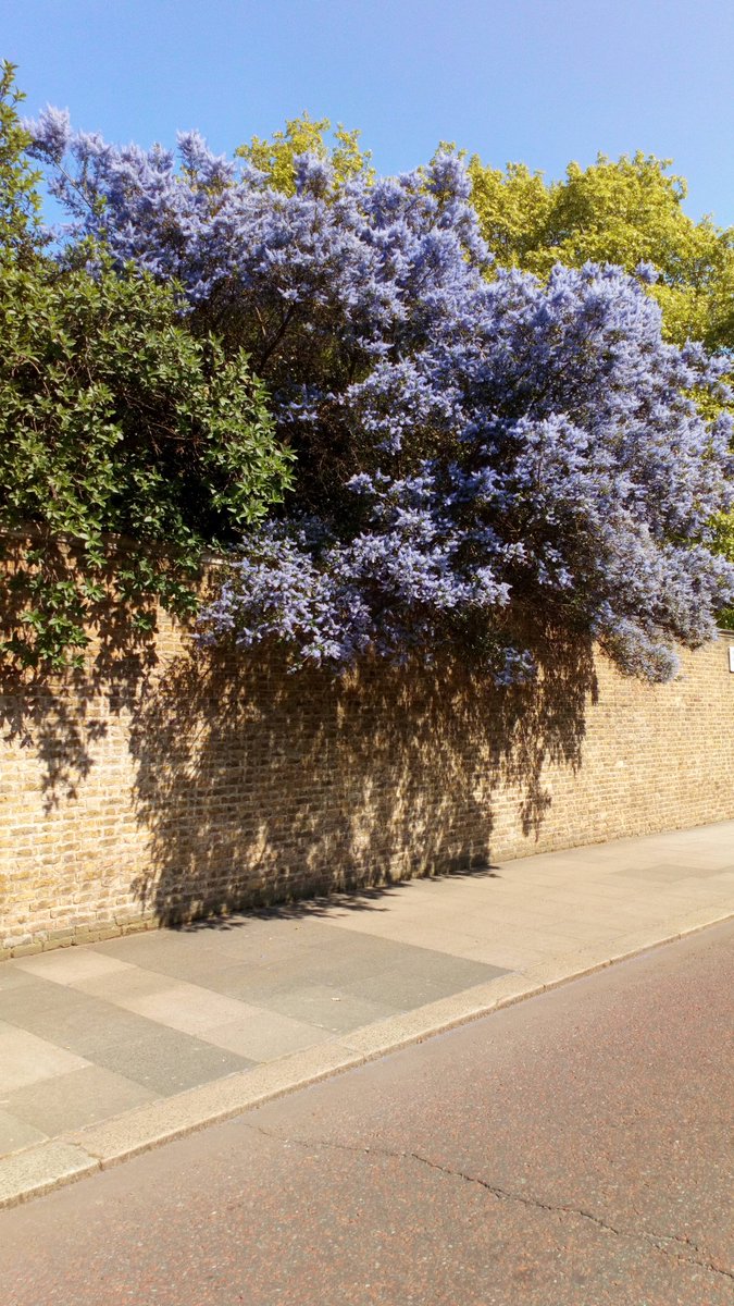 LinlathenAndrew's tweet photo. @Amanda_Vickery @vagabondbaker
@SallyWeather
#blossomwatch #hourout
Happy Friday https://t.co/fr5TxuhXhG