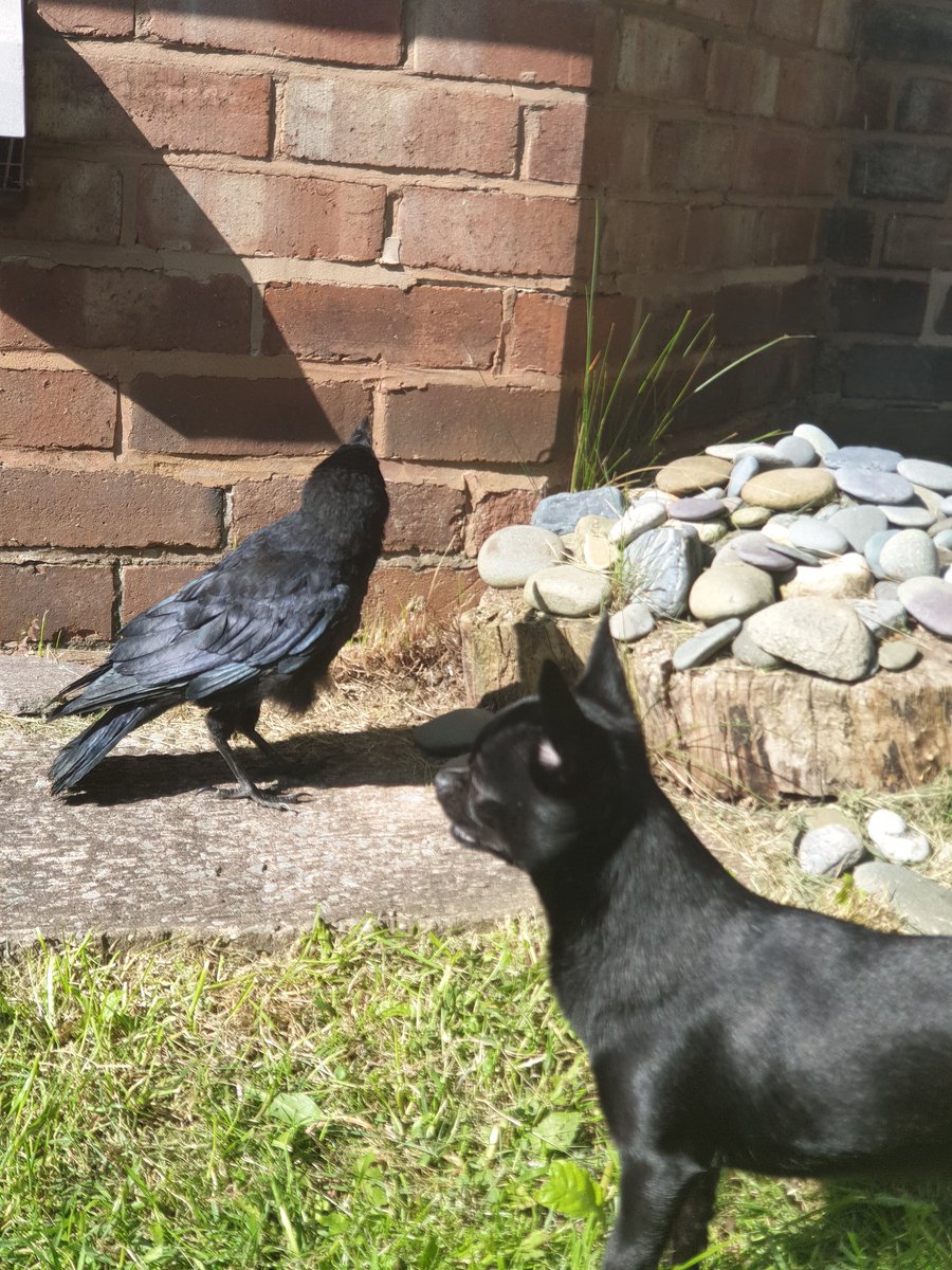 Morrigan_Wolfe's tweet image. Clem Fandango and Eric spent an hour in the garden playing chase. It was cute 💜

#EricTheRook #rook #corvidsoftwitter #corvid #rescue #wildlife #wildliferescue #wildbirds