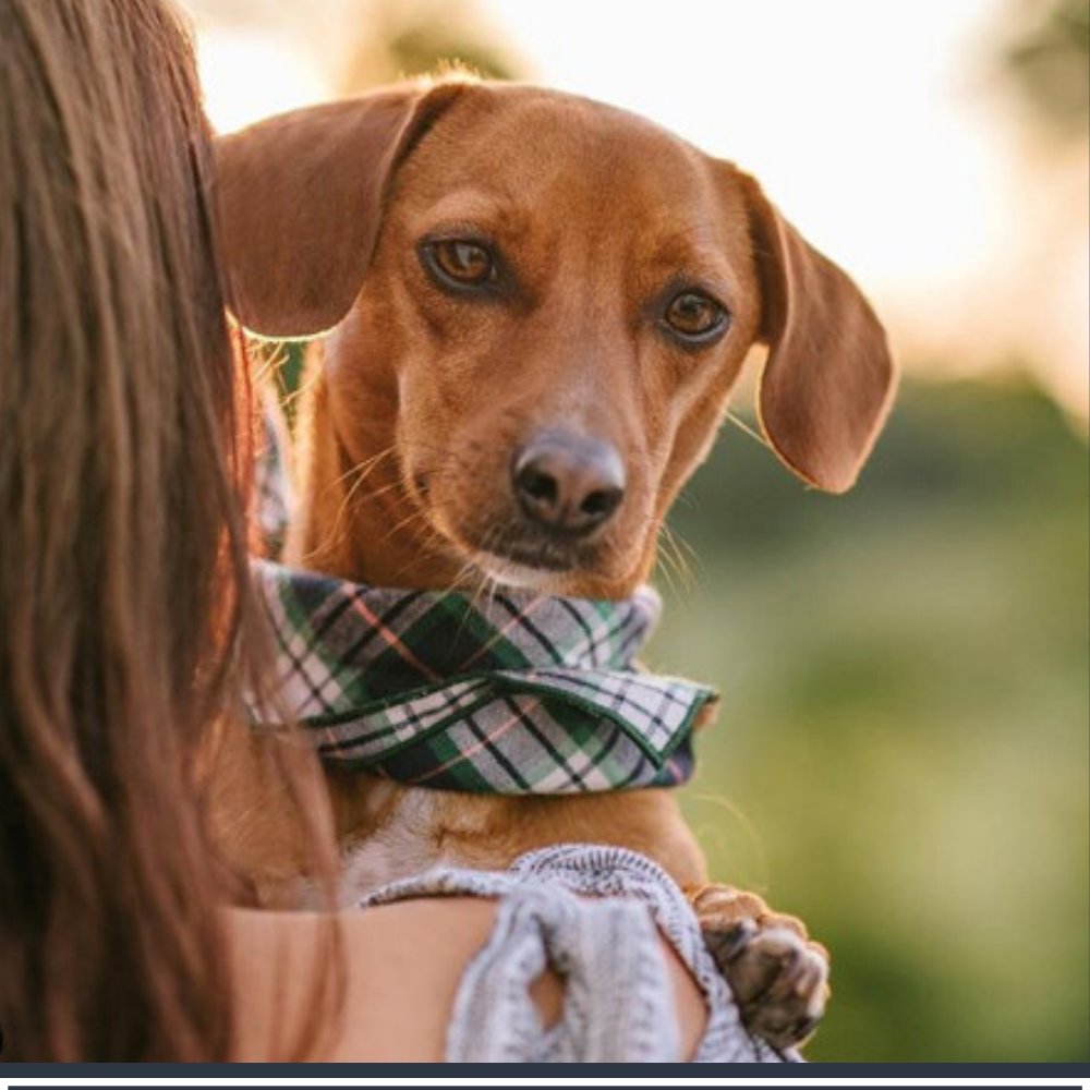 Dog Tips Secret - 10 Tips to Help You Train Your Puppy
#dogtraining,#doglife ,#dogsoftwitter