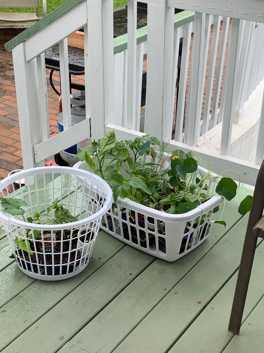 An amazing FSK fairy dropped off these amazing plants and a care package today! Blessed🥰 <a href="/Fskclass2020/">FSK Class of 2020</a> <a href="/CCPS_FSKEagles/">Francis Scott Key HS</a>