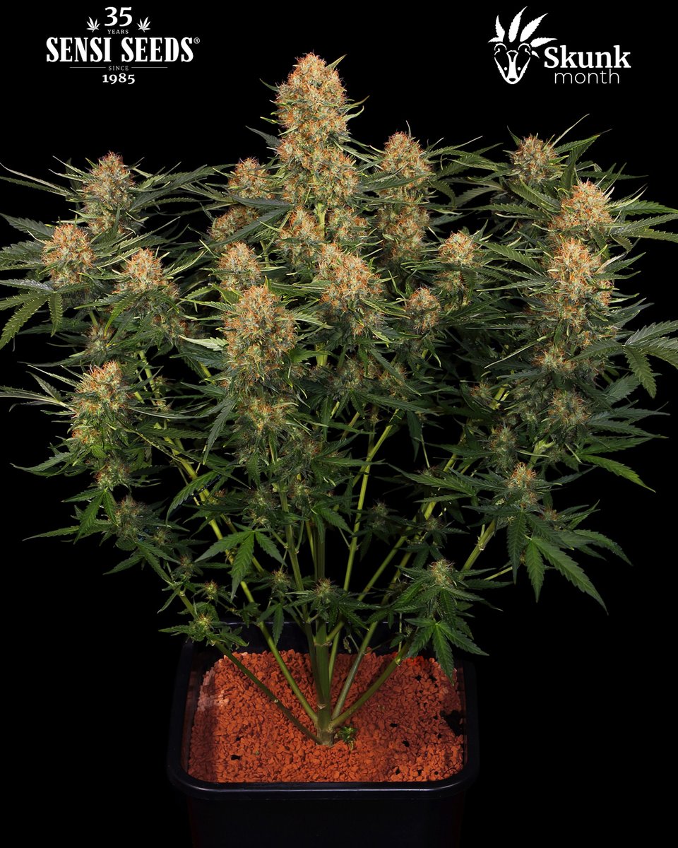 SensiSeeds tweet media