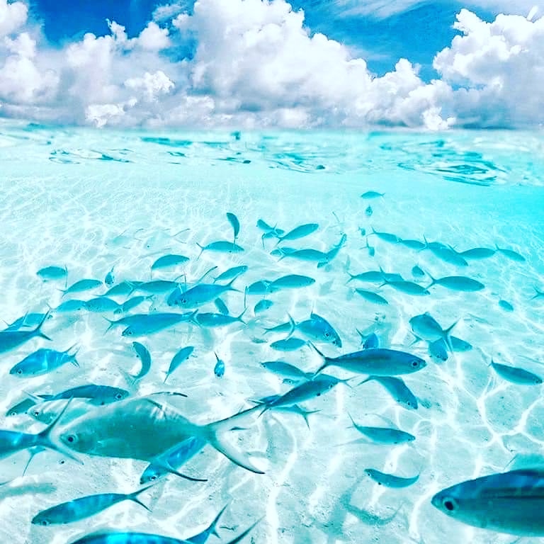 webcamsdemexico's tweet photo. Los pecesitos de Cozumel🐟🐠🐡💙. 

Vía: @PlayaRiviera.
https://t.co/Zorui79Lap