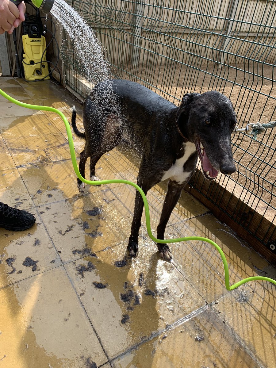 Kelliw150's tweet photo. #greyhoundsinlockdown bathday!  Not as popular as gallop or bones day! 😂@GreyhoundBoard https://t.co/2XyWtTM4Lv