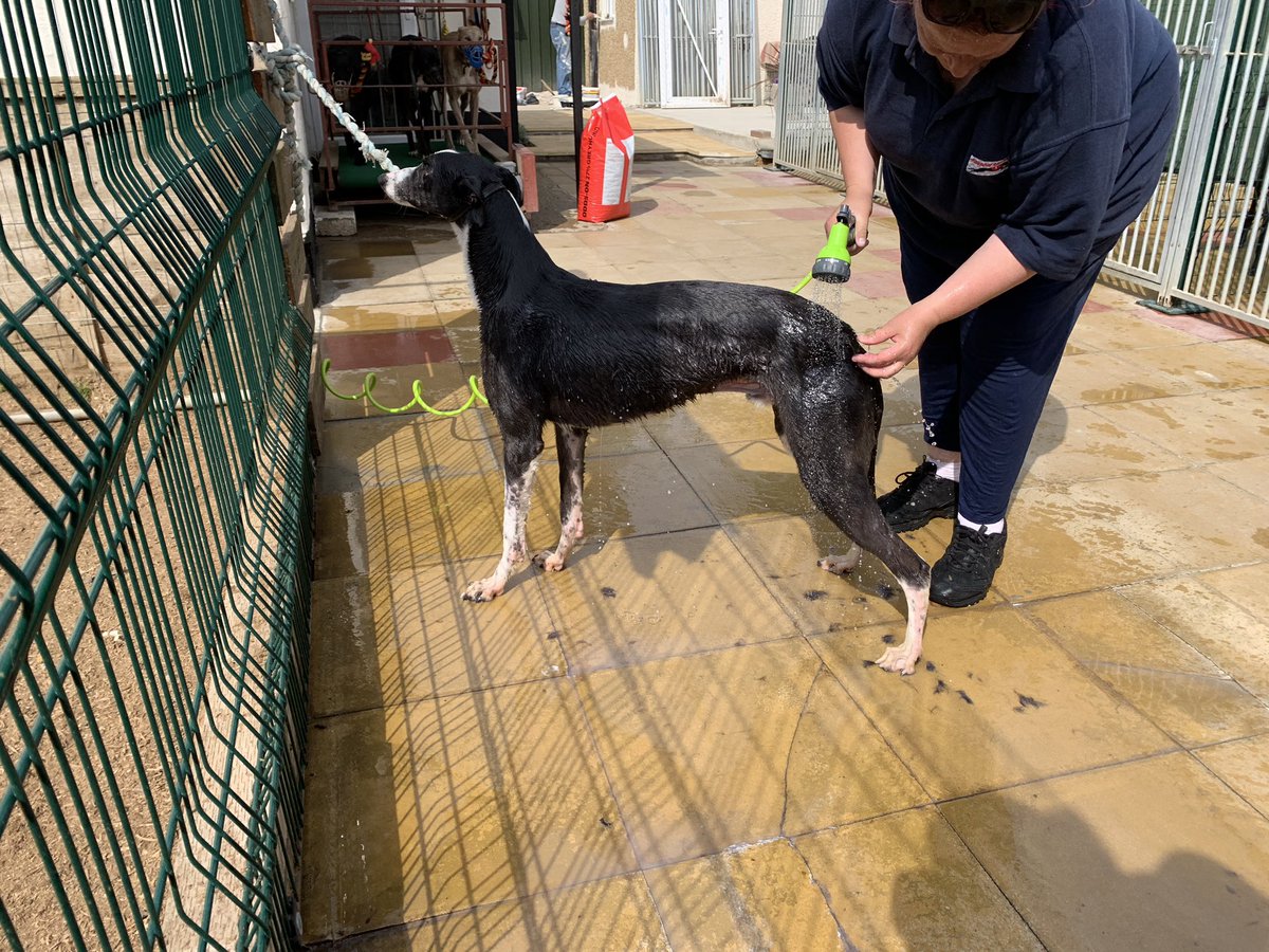 Kelliw150's tweet photo. #greyhoundsinlockdown bathday!  Not as popular as gallop or bones day! 😂@GreyhoundBoard https://t.co/2XyWtTM4Lv