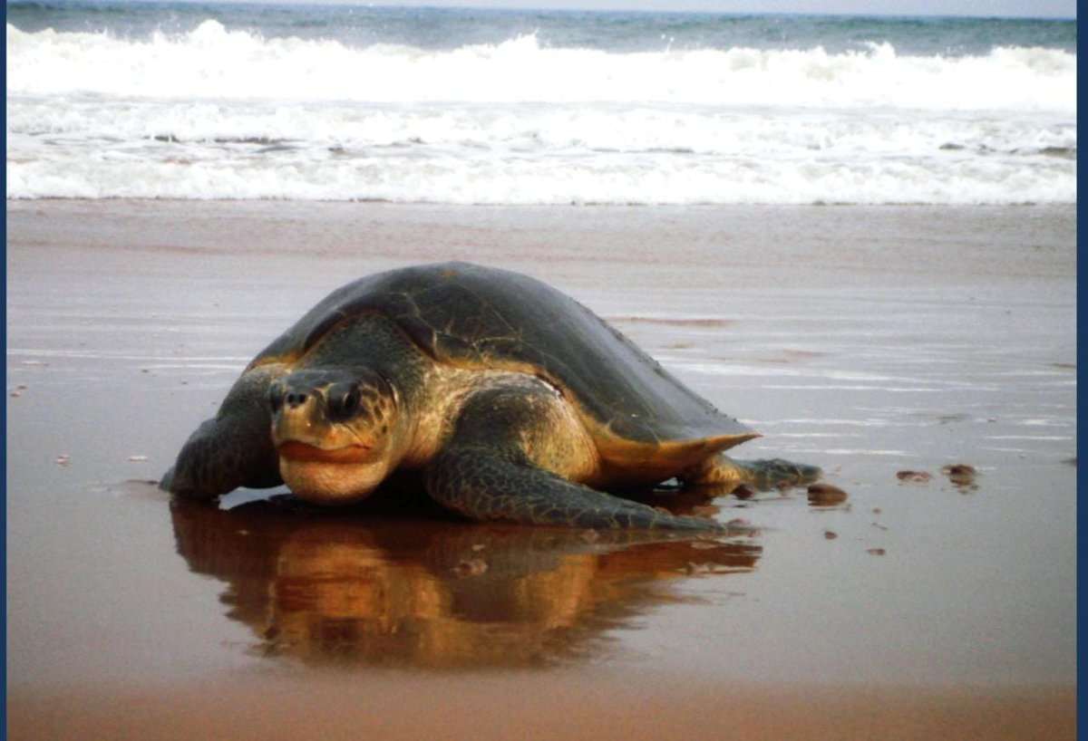 A meeting through video conference was convened on 8th May 2020, under the chairmanship of IGF (WL), MoEF&CC to discuss matters related to #MarineConservation in India. 
#MarineLife
#MarineProtection