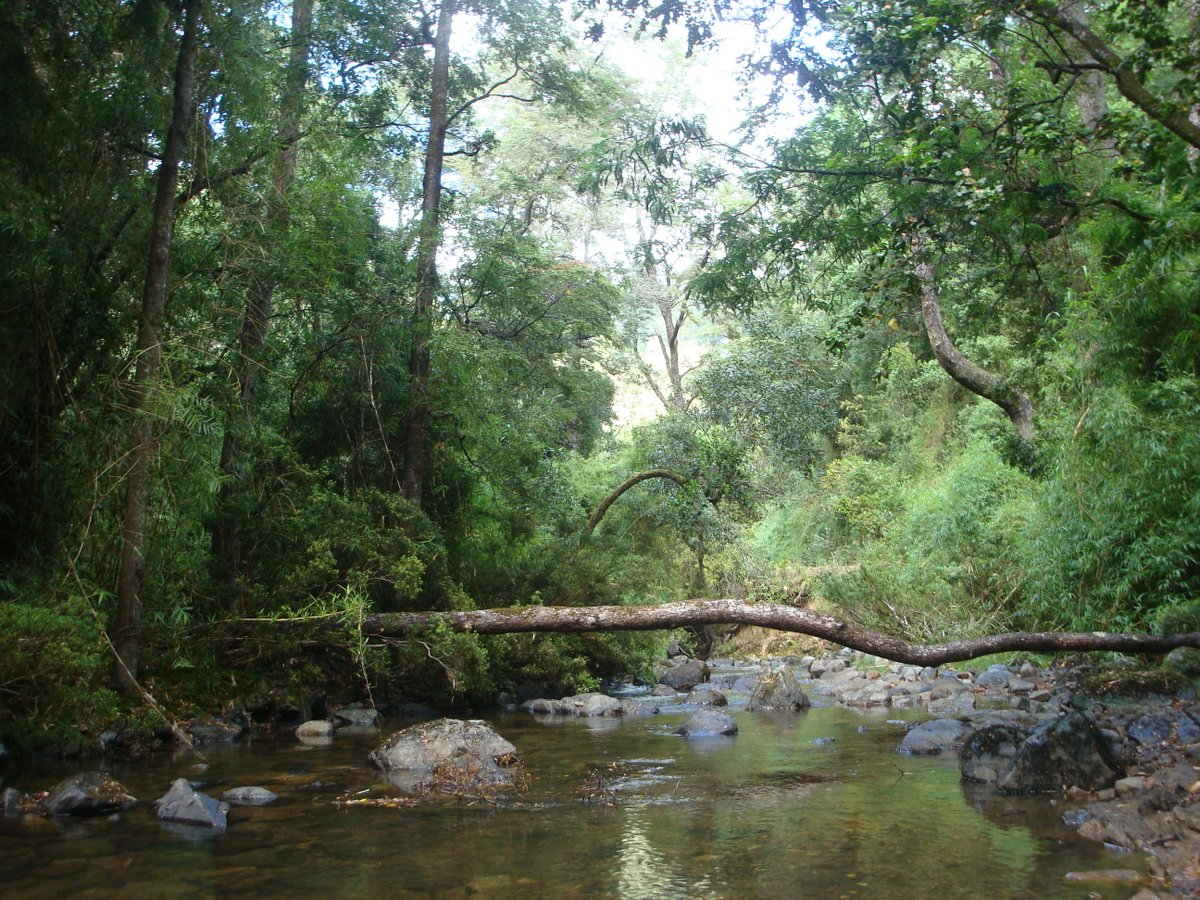 CONAFBiobio's tweet image. ➡️La mejor noticia para comenzar este fin de semana: nuestra actual Reserva Nacional Nonguén🌳 se transformará en el #ParqueNacionalNonguén ...el primer parque nacional perirubano del país✅

Gracias al Consejo de Ministros para la Sustentabilidad por este cambio de categoría👏