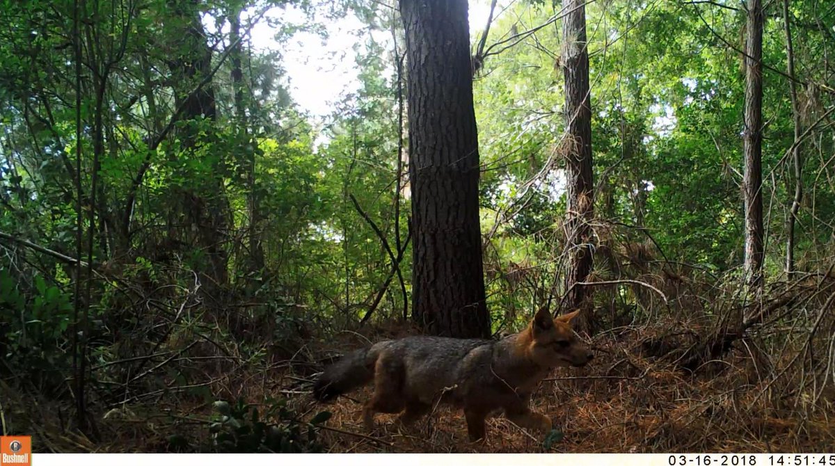 CONAFBiobio's tweet image. ➡️La mejor noticia para comenzar este fin de semana: nuestra actual Reserva Nacional Nonguén🌳 se transformará en el #ParqueNacionalNonguén ...el primer parque nacional perirubano del país✅

Gracias al Consejo de Ministros para la Sustentabilidad por este cambio de categoría👏