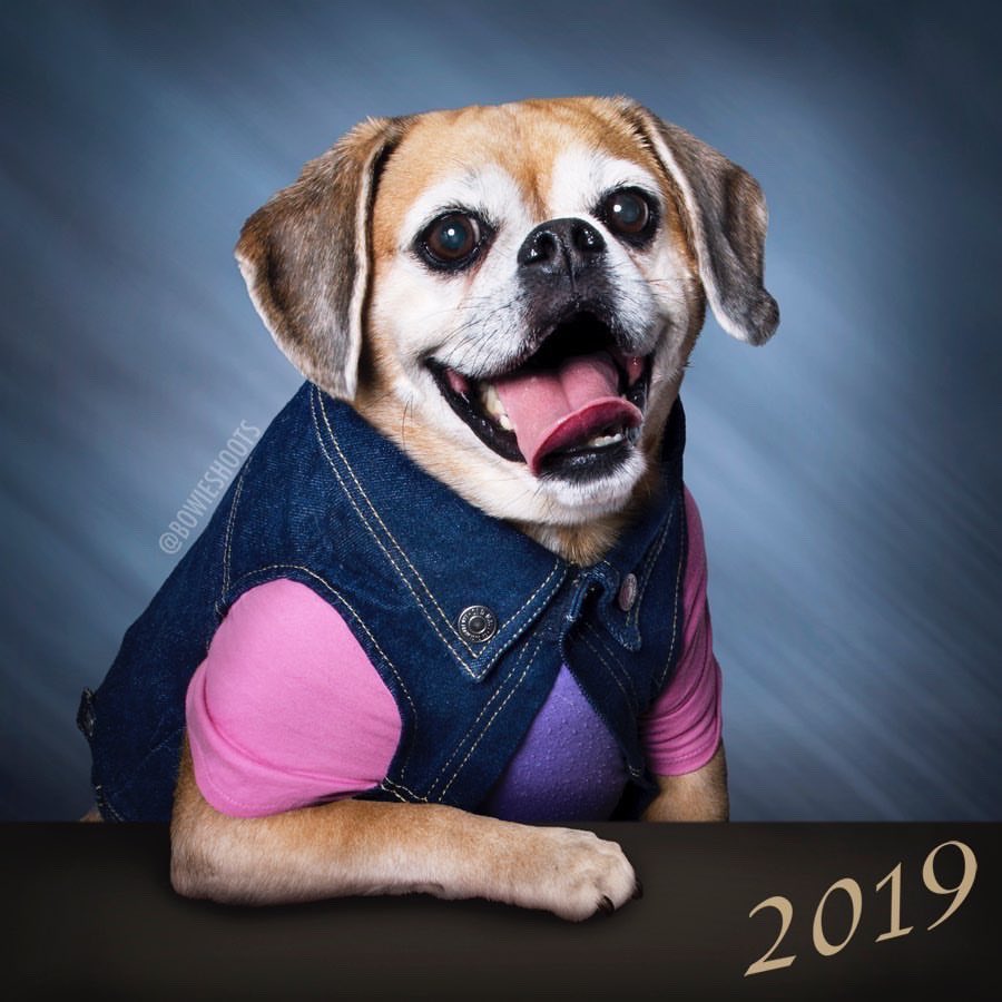 IvePetThatDog's tweet photo. I would love to pet Khloe. She is a 10 year old Puggle. She is a sassy dog who loves food. Her favorite treat is the chicken nuggets she gets after the vet. She insists on a chew treat each night before bed. Khloe is the perfect dog model. She can even smile and pose on command. https://t.co/hBxN9vBrtm