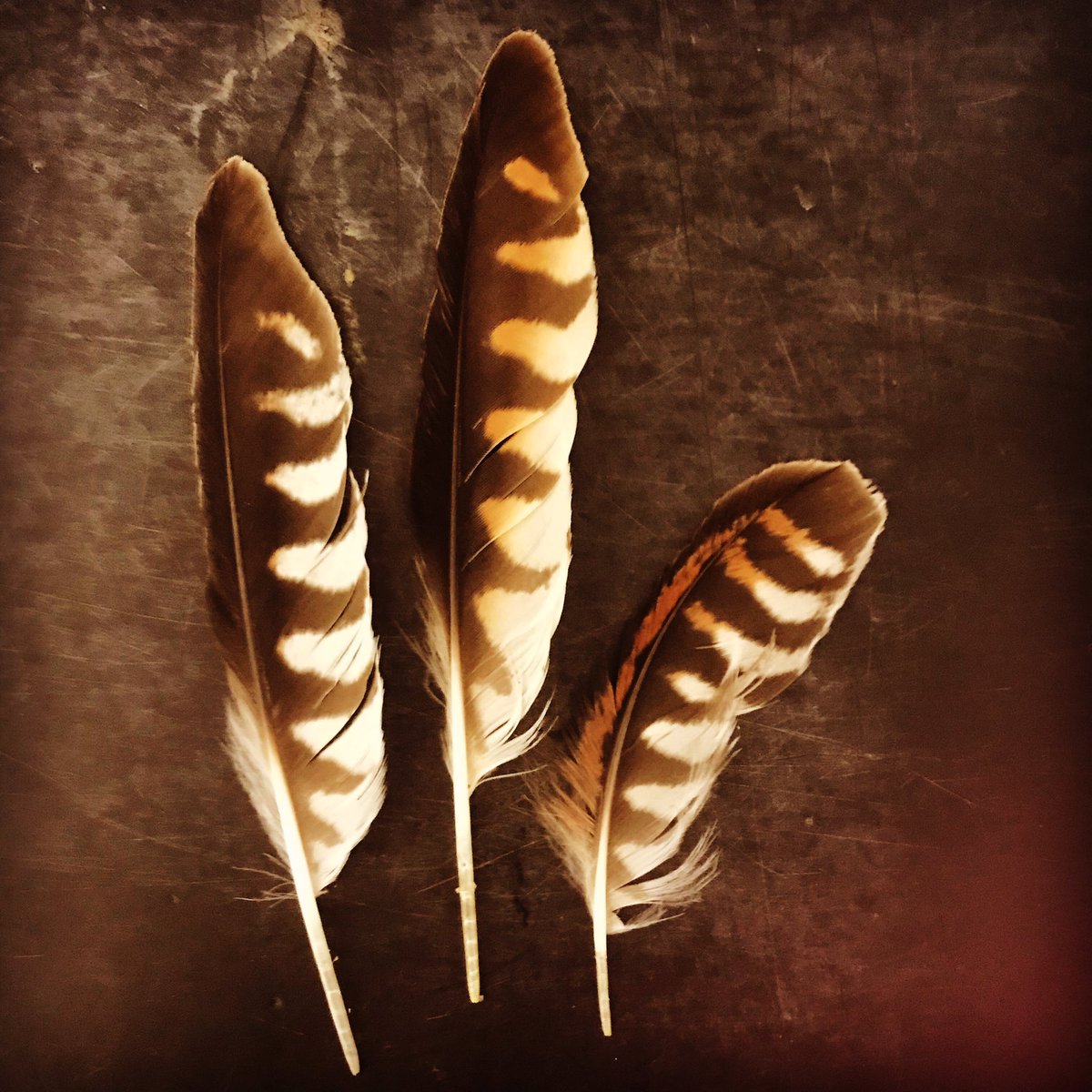 Always love finding feathers.... it’s a great insight into who’s we’re sharing the land with .... x #falcotinnunculus #kestrel
