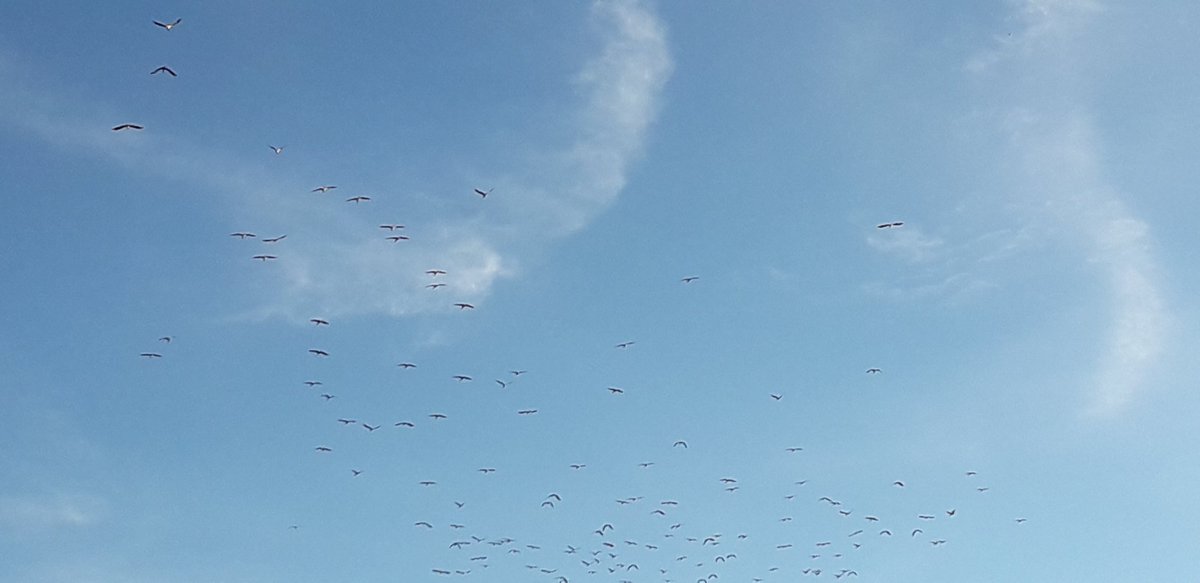psempiri's tweet image. Entebbe beautiful birds.