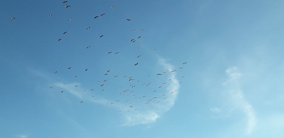 psempiri's tweet image. Entebbe beautiful birds.